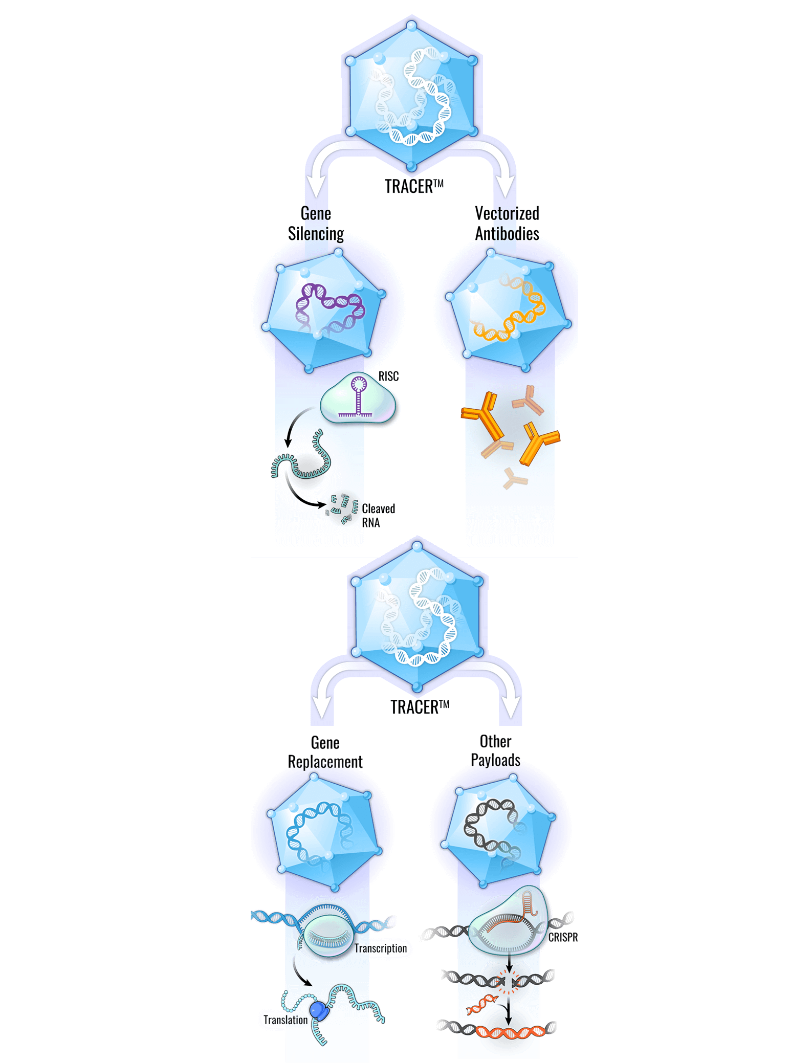 voyager therapeutics tracer